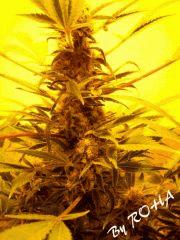Skunk #1 (Sensi Seeds white label 2011)