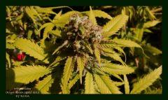White Widow (Royal Queen seeds) 2012