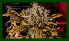 Blue Mistic (Royal Queen seeds) 2012
