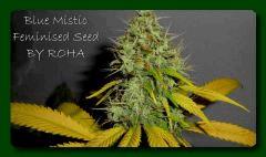 Blue Mistic (Royal Queen seeds) 2012 Par roha