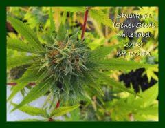 Skunk #1 (Sensi Seeds white label 2012)
