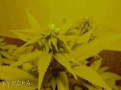 White Widow (Royal Queen seeds) 2012