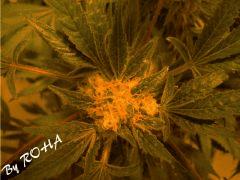 Skunk #1 (Sensi Seeds white label 2011)