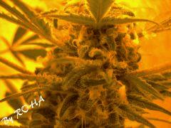 Skunk #1 (Sensi Seeds white label 2011)