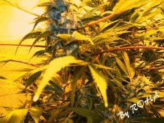Skunk #1 (Sensi Seeds white label 2011)