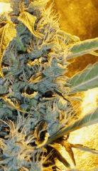 Sourkush
