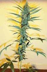 Sourkush