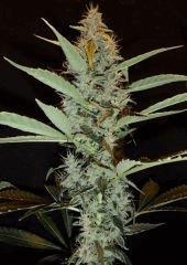 Sourkush
