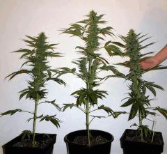 Sourkush flo+42