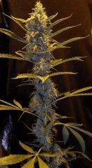 Sourkush