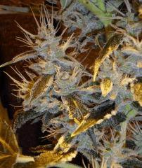 Sourkush