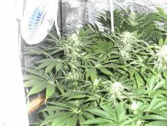 FLO 40 plus grosse tête