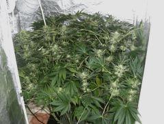 TETE flo +45