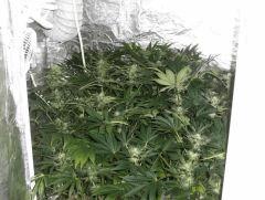FLO 40