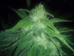 macro FLO 50