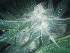 FLO 50 MACRO