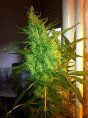 Coco 250w