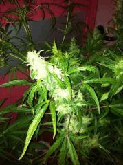 bud secondaire