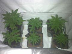 2amnésika, 2gokunk, 2k13 haze