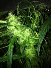 k13 haze bud secondaire