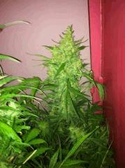 K13 haze