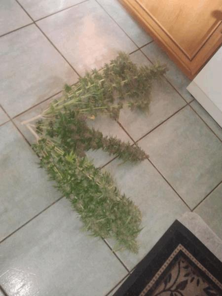 soleilcanna