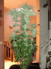 0197 semaines de flo
