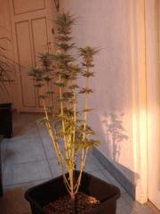 095que de l angrrais bio!!!!!!!!!!!!!!