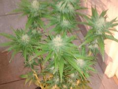 097 lachez vos coms 5 semaines flo cool