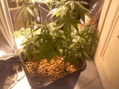 008 floraison 15 jours