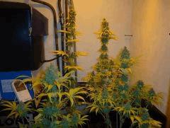 bigbuds