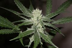 SSH flow +40J