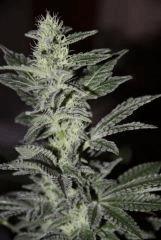 Cheese flow +40J
