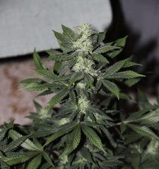 Buddha Sister flow + 32 ;)