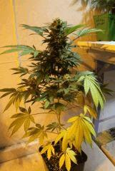 AK x Blueberry   Flo +40