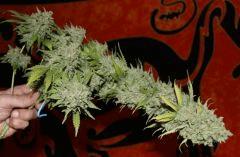 Critical +