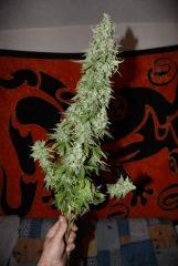 Moby Dick.