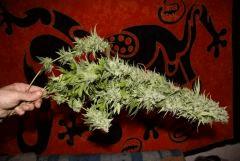 Moby Dick.