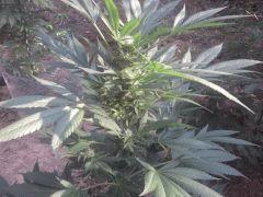 California Hash Plant ( Magicccc )
