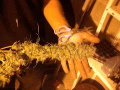 Seconde Recolte : Voici Une Des 3 Bud central De mon Kaya 47