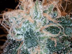 Pnr macro (10)