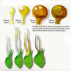 tritri