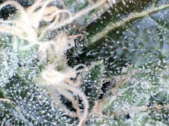 Pnr macro (26)