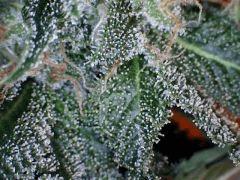 Pnr macro (14)