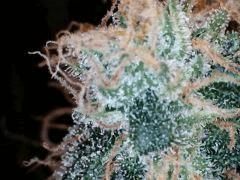 Pnr macro (27)