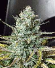 DSCF8023