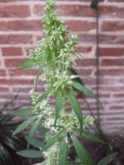 DSCF7777