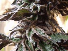DSCF8235