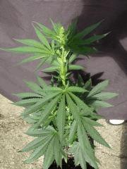 DSCF7768