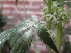 DSCF7781